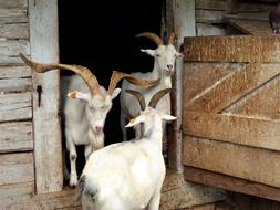 Grange Animal Rural