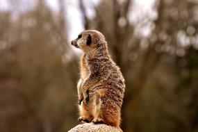 the groundhog is small in the trees