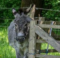 Fence Donkey Animal