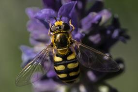 Insect Nature Flower
