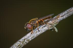 Insect Nature Living