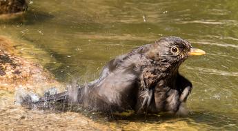 Blackbird Bird Female