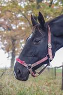 The Horse Black Penalties