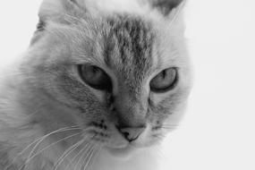 gray cat face