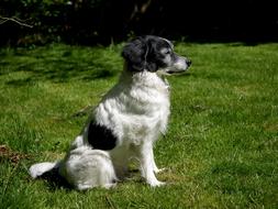 Dog Grass Animal