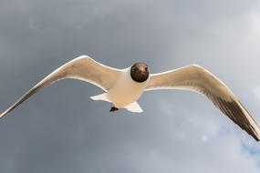 Bird Flight Sky