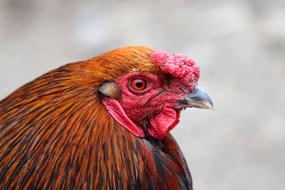 Cock Bird Poultry