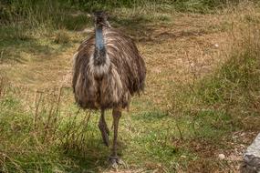 Ostrich Animal Zoo
