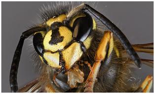 Insect Nature Animal Close