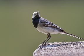 Bird Sparrow Sperling