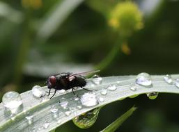 Insect Fly Close Up