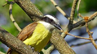 Yellow Wild Tropical bird