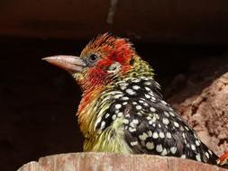 Bird Colored Birds