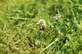 Bumblebee Bee in Summer