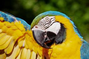 Ara Parrot Yellow Macaw