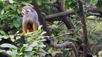Monkey Ape Enclosure Animal World