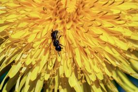 Ant Black Formicidae on yellow flower
