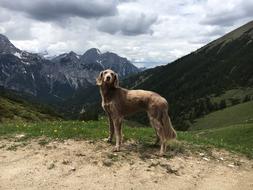 Mountains Hiking Dog