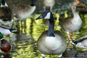 Bird Lake Water