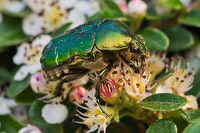 Rose Beetle Insect