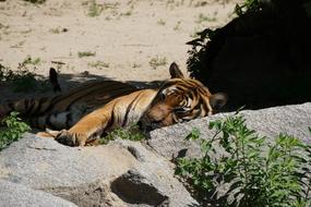 Sumatran Tiger Predator