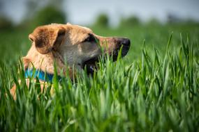 Dog in grass Meadow Portrait