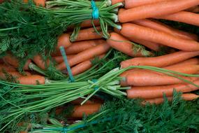 ripe harvest of sweet carrots