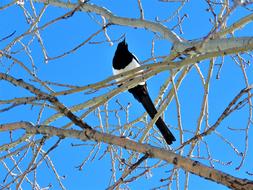 Magpie Bird Tree