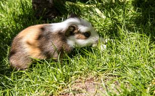 Guinea Pig Rodent Animal