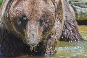 Bear Water Brown