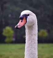 Mute Swan White The Head Of