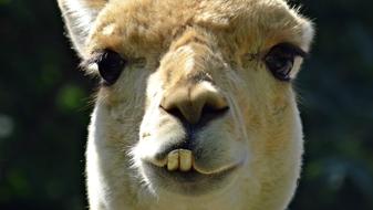 Animal Lama Head