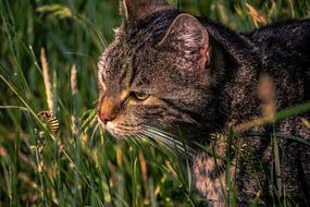 Cat Meadow Wasp Domestic