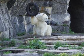 Polar Bear Animal World Predator