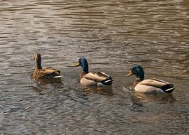 Duck Animal Nature
