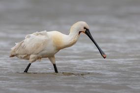 Bird Waters Animal World