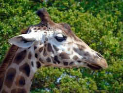 giraffe face on a green tree