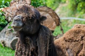 brown fluffy camel