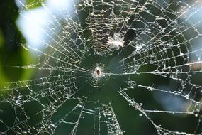 Web Spider Morning
