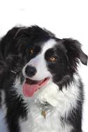 Border Collie Dog
