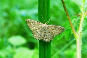 Animals Invertebrates Insect At
