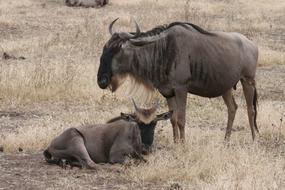 Gnu Wildebeest Africa
