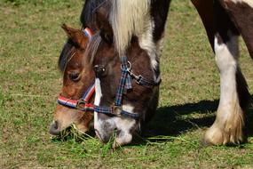 Horses Coupling Eat