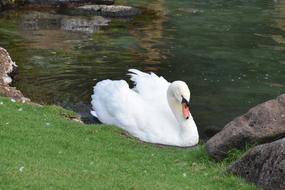 Swan Bird On pond bank