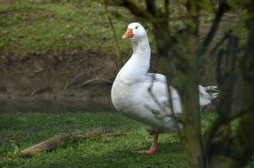 Goose Jars Bird