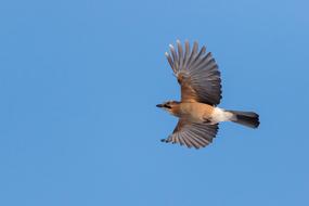 Jay Bird The Flight Of A