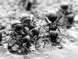 Ants Animals Insect