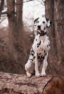 Dog Animal Nature