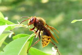 Animals Invertebrates Insect