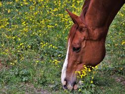 a beautiful horse in yellow flowers